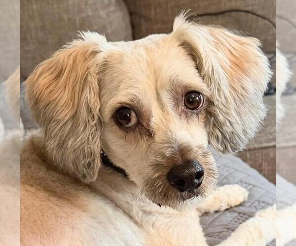 Medium Photo #5 Poodle (Miniature) Puppy For Sale in Westminster, MD, USA