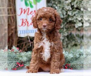 Cavapoo Puppy for sale in EAST EARL, PA, USA