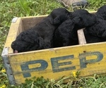Small Photo #16 Aussiedoodle Puppy For Sale in BIRCHWOOD, TN, USA