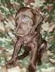 Puppy 0 German Shorthaired Pointer-Golden Labrador Mix