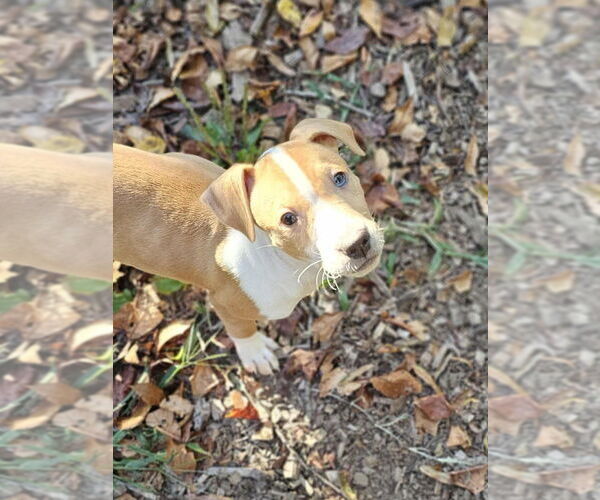 Medium Photo #4 American Pit Bull Terrier-Unknown Mix Puppy For Sale in Raleigh, NC, USA