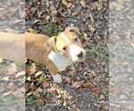 Small #3 American Pit Bull Terrier Mix
