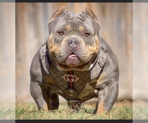 Father of the American Bully puppies born on 05/08/2022