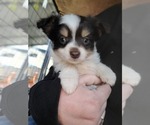 Small Photo #5 Miniature Australian Shepherd Puppy For Sale in ADAIR VILLAGE, OR, USA