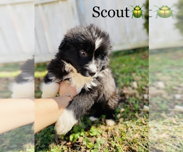 Medium Photo #4 Australian Shepherd Puppy For Sale in COOKEVILLE, TN, USA