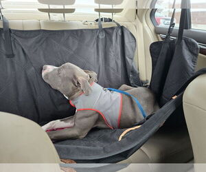 Travis - Male American Pit Bull Terrier-American Staffordshire Terrier Mix Dog for Adoption - Photo #3