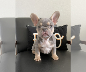 French Bulldog Puppy for sale in BEAUMONT, CA, USA