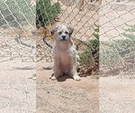 Small Photo #4 Mutt Puppy For Sale in Apple Valley, CA, USA