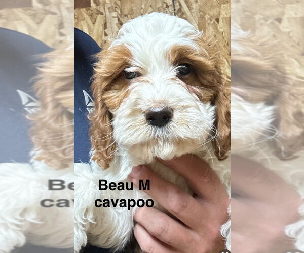 Medium Photo #1 Golden Cavalier Puppy For Sale in Studio City, CA, USA