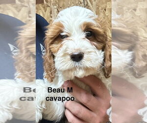 Golden Cavalier Dogs for adoption in Studio City, CA, USA