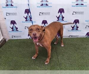 American Pit Bull Terrier Dogs for adoption in Orlando, FL, USA
