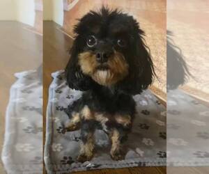 Cavapoo Dog for Adoption in MILTON, Pennsylvania USA