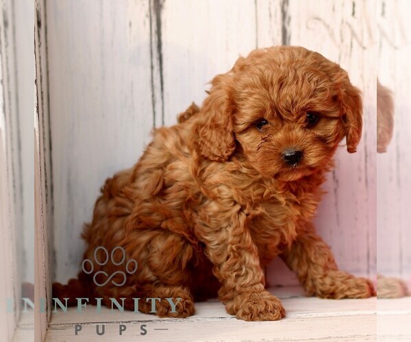 Medium Photo #3 Cavapoo (Miniature) Puppy For Sale in NEW HOLLAND, PA, USA