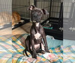 Small American Staffordshire Terrier Mix