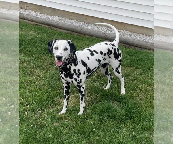 Medium Photo #1 Dalmatian Puppy For Sale in LEIPSIC, OH, USA