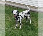 Small Photo #1 Dalmatian Puppy For Sale in LEIPSIC, OH, USA