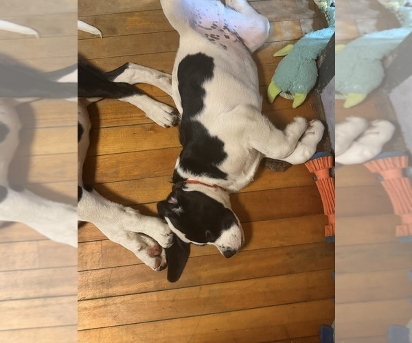 Medium Photo #14 Cane Corso-Saint Bernard Mix Puppy For Sale in WORCESTER, MA, USA
