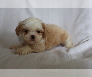 Shih Tzu Puppy for sale in SHILOH, OH, USA
