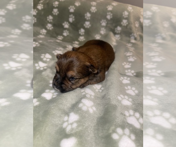 Medium Photo #12 Yorkshire Terrier Puppy For Sale in SAN ANTONIO, TX, USA