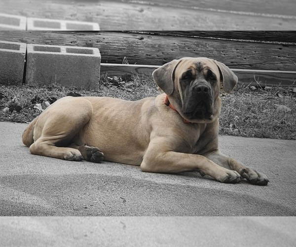 Medium Photo #1 Cane Corso Puppy For Sale in KILLEEN, TX, USA