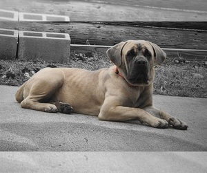 Mother of the Cane Corso puppies born on 12/30/2025