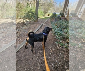 Rottweiler Puppy for sale in CHARLOTTE, NC, USA