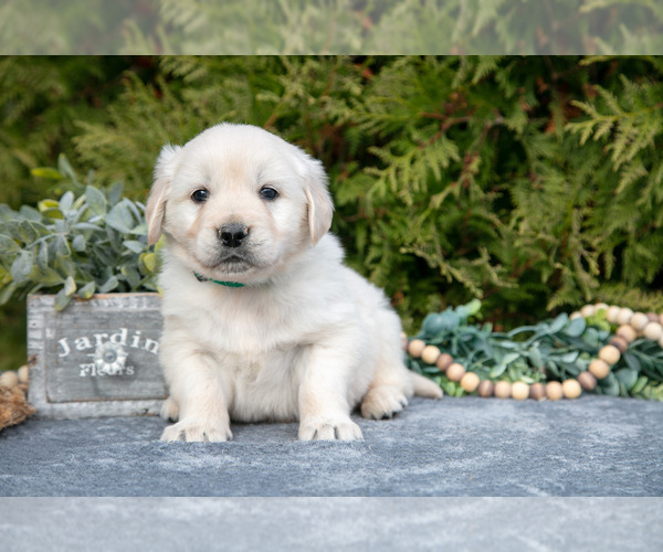 Medium Photo #2 English Cream Golden Retriever Puppy For Sale in ROCHESTER, IN, USA
