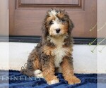 Small #2 Bernedoodle (Miniature)