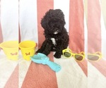 Small Photo #58 Miniature Bernedoodle Puppy For Sale in AUBURNDALE, FL, USA