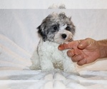 Small #23 ShihPoo
