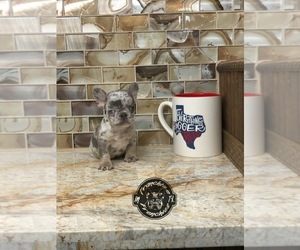 French Bulldog Puppy for sale in HOUSTON, TX, USA