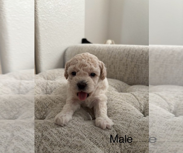 Medium Photo #41 Bichpoo Puppy For Sale in NORTH PORT, FL, USA