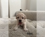 Small #6 Bichpoo