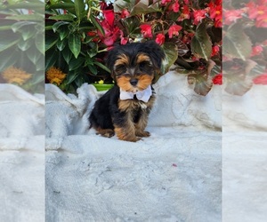 Yorkshire Terrier Puppy for sale in INDIANAPOLIS, IN, USA