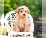 Small Photo #19 Maltipoo (Miniature) Puppy For Sale in WARSAW, IN, USA