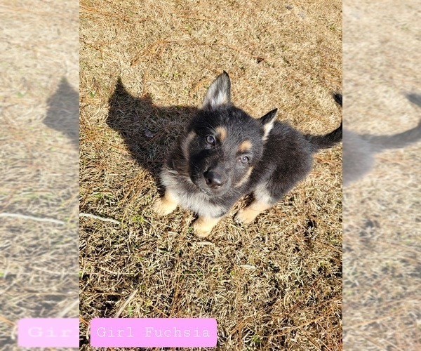 Medium Photo #1 German Shepherd Dog Puppy For Sale in FLORENCE, SC, USA