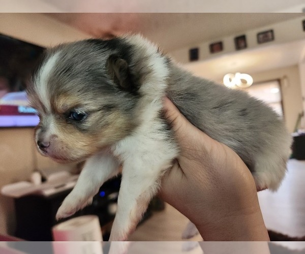 Medium Photo #1 Pomeranian Puppy For Sale in BETHLEHEM, PA, USA