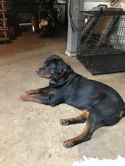 Father of the Rottweiler puppies born on 02/05/2018