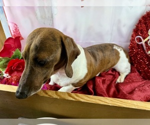 Dachshund Puppy for sale in CASSVILLE, MO, USA