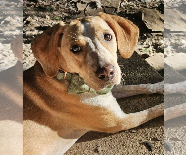 Medium Photo #1 Mutt Puppy For Sale in Wakefield, RI, USA