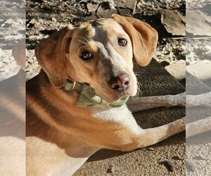 Mutt Dogs for adoption in Wakefield, RI, USA