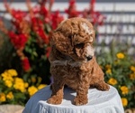 Small #1 Goldendoodle (Miniature)