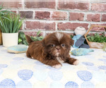 Diego - Male Shih Tzu Puppy for Sale - Photo #2