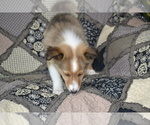 Small Photo #15 Shetland Sheepdog Puppy For Sale in GREENWOOD, WI, USA