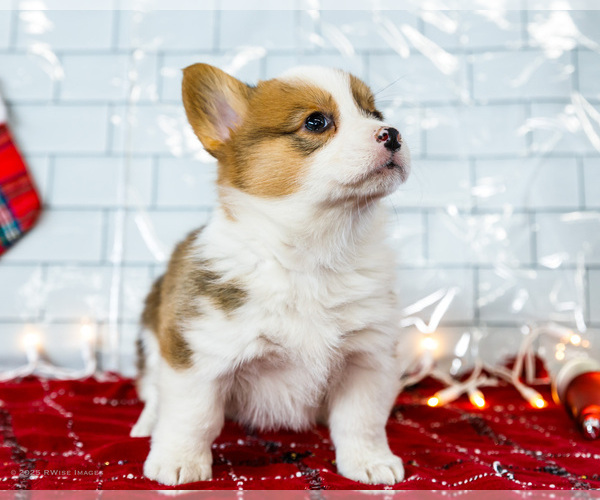 Medium Photo #37 Cardigan Welsh Corgi Puppy For Sale in WAKARUSA, IN, USA