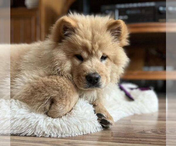 View Ad Chow Chow Litter of Puppies for Sale near Michigan