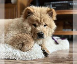 Chow Chow Puppy for sale in WILLIAMSBURG, MI, USA