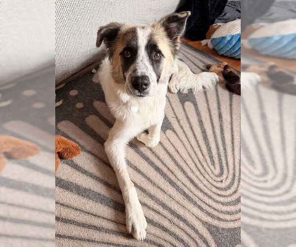 Medium Photo #4 Collie-Unknown Mix Puppy For Sale in Genesee, WI, USA