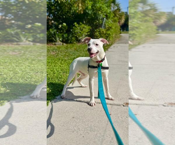 Medium Photo #2 Boxer-Unknown Mix Puppy For Sale in Pompano Beach , FL, USA
