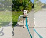 Small #1 Boxer Mix